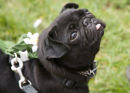 Pug